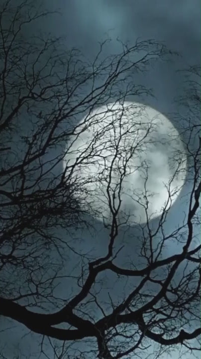 Rencontres au Clair de Lune